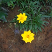 Coreopsis lanceolata L.